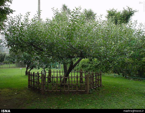 درخت سیب «نیوتن» +عکس 1