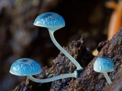 تصاویری از زیبا ترین و ناشناخته ترین قارچ ها در استرالیا 1