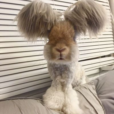 خرگوشی با گوش هایی شبیه بال فرشتگان!! 1