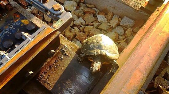 راه حل ژاپنی‌ها برای کمک به عبور لاکپشت‌ها از ریل قطار 1