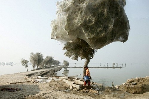عکس هایی از درختان پوشانده شده از تار عنکبوت 