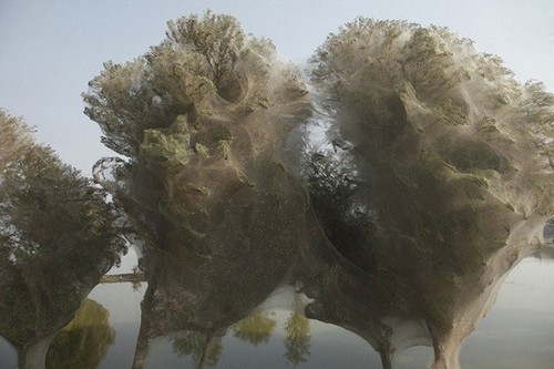 عکس هایی از درختان پوشانده شده از تار عنکبوت 1
