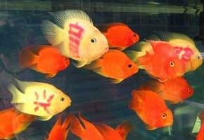 فروش ماهی خالکوبی شده در چین 