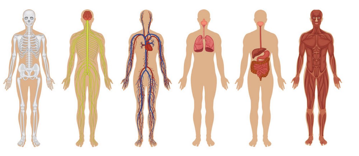 بدن انسان: آناتومی، حقایق و کارکردها 1