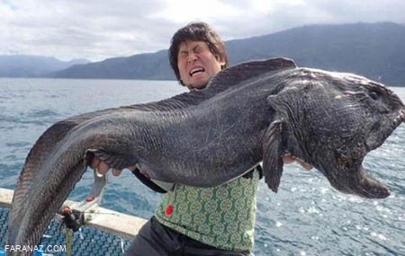 بزرگترین گرگ ماهی جهان 1