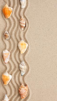 shell wallpaper 
