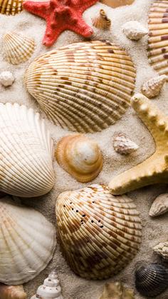 shell wallpaper 