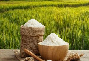روش های نگهداری از برنج در خانه 1