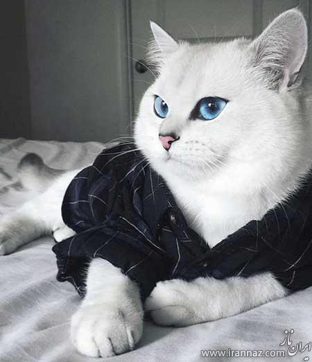 تصاویر گربه ای که زیباترین چشم های جهان را دارد 1