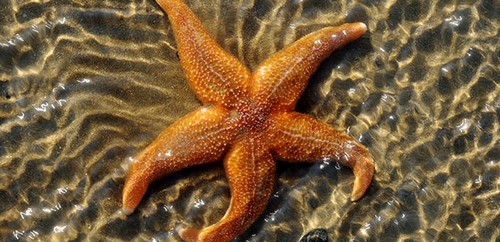 دانستنی هایی جالب درباره ی ستاره دریایی 1