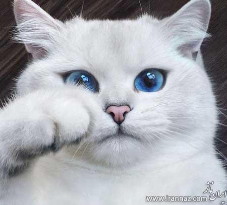 تصاویر گربه ای که زیباترین چشم های جهان را دارد 1
