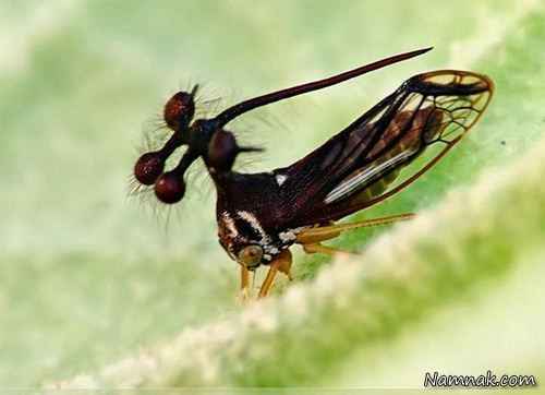 عجیب ترین حشرات دنیا + عکس! 