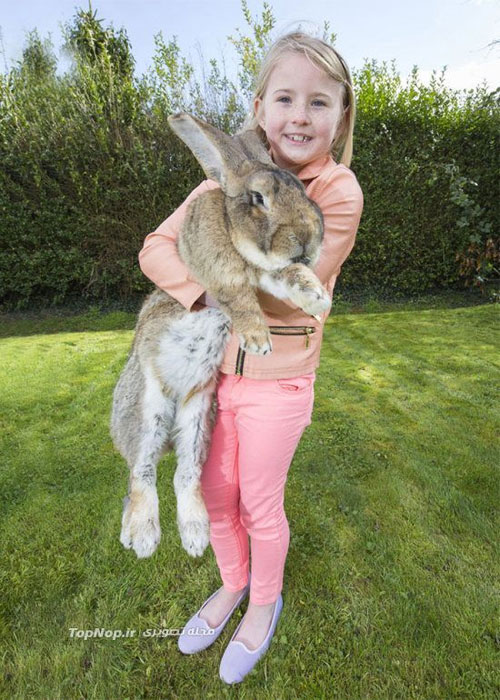غول پیکر ترین خرگوش دنیا +عکس!!!!!!!! 1