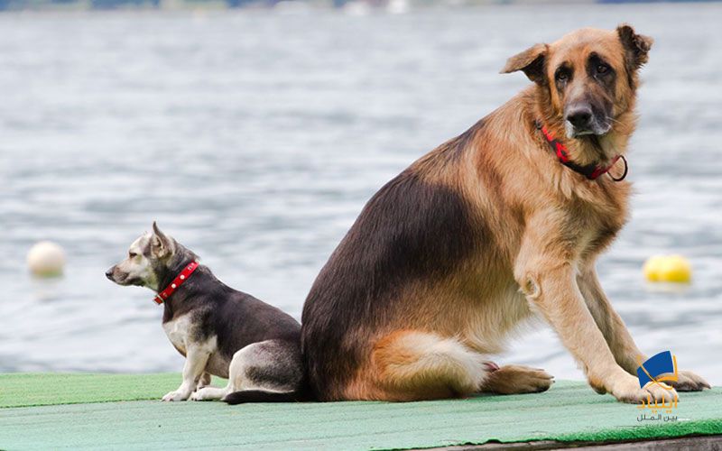 آیا سگ‌های بزرگ باهوش‌تر از سگ‌های کوچک هستند؟ 1