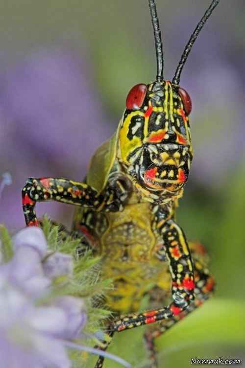 عجیب ترین حشرات دنیا + عکس! 
