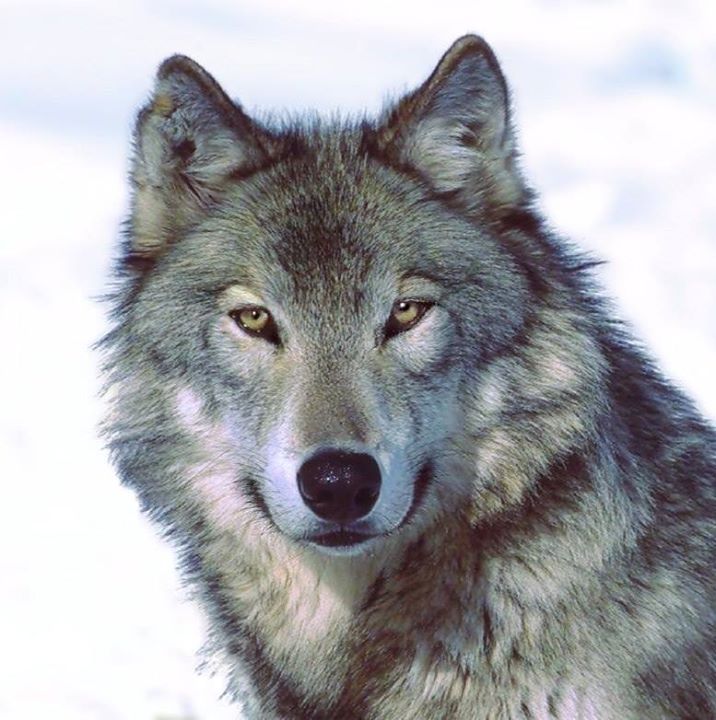 گــرگ | wolf 2