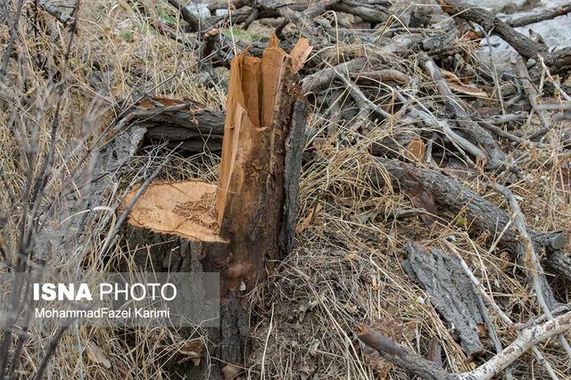 قطع درختان در دربند کلج قزوین 