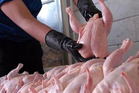 جنجال مرغ های آلوده به تریاک در کشور 