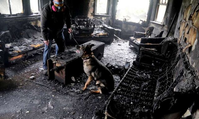 کمک سگها به محققان در شناسایی علت آتش‌سوزی‌ها 1