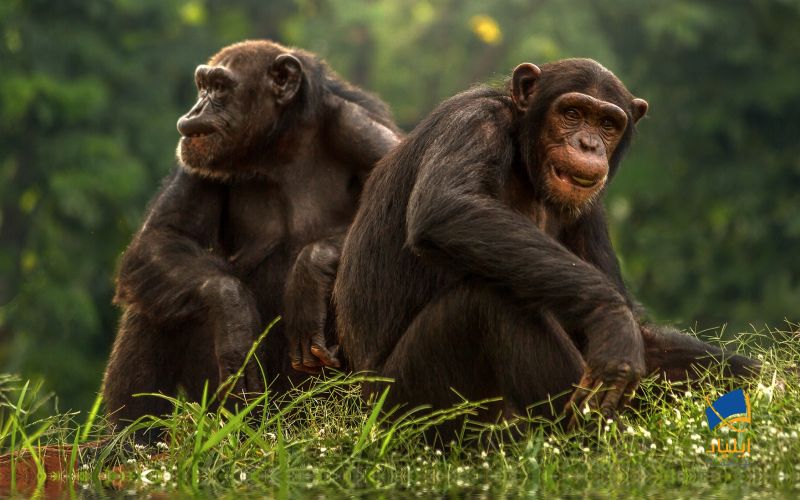 شامپانزه‌ها چگونه با هم صحبت می‌کنند؟ 1