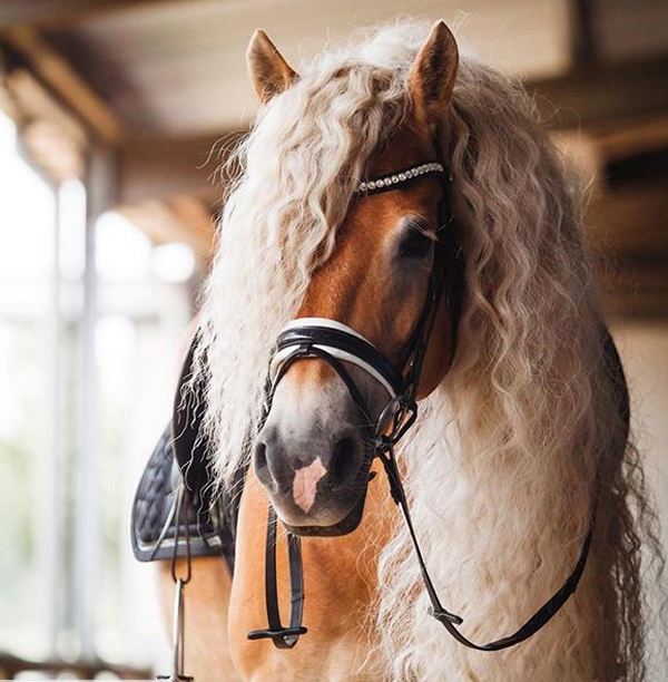 هر دختری به مو‌های این اسب حسادت می‌کند! 1