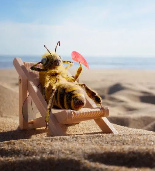 محبوب ترین زنبور عسل در اینستاگرام 1