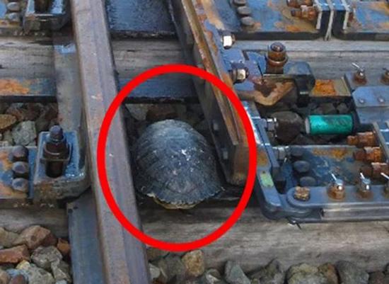 راه حل ژاپنی‌ها برای کمک به عبور لاکپشت‌ها از ریل قطار 1