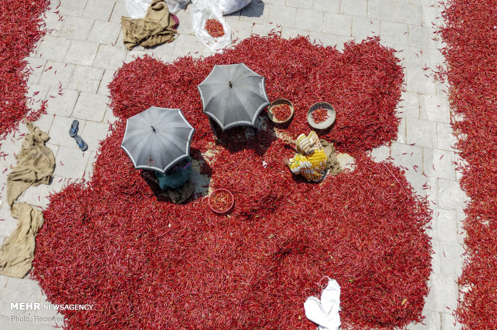خشک کردن فلفل قرمز در بنگلادش 1