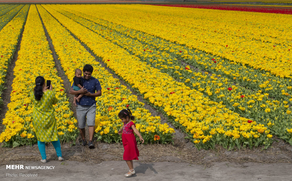 نابودی ۱۴۰ میلیون گل لاله در هلند با شیوع کرونا 1