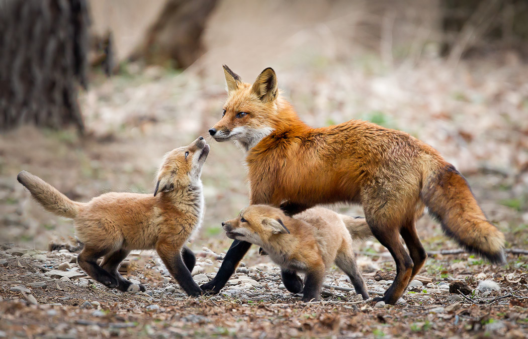 خانواده روباهی 1
