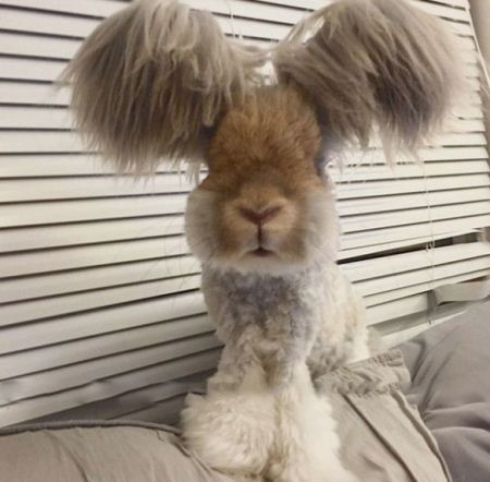 خرگوشی که گوش هایش شبیه بال فرشته است! عکس 