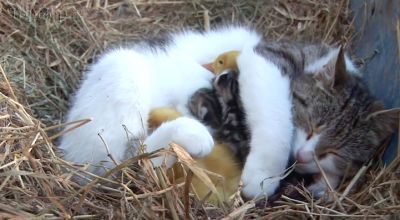 احساس مادری یک گربه برای جوجه اردک ها !! 1