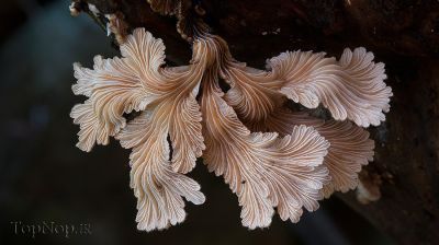 تصاویری از زیبا ترین و ناشناخته ترین قارچ ها در استرالیا 