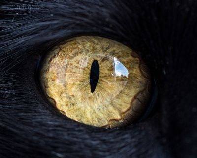 عکاسی ماکرو از چشم زیبای گربه 1