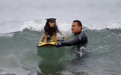 مسابقات سگ ها در کالیفرنیا‼ 