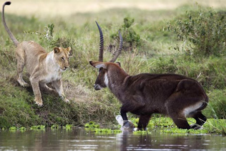 پارک ملی کنیا 1