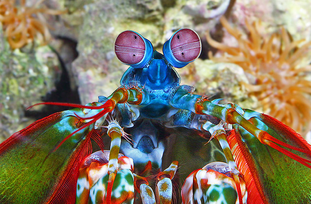 میگوی آخوندکی | mantis shrimp! (+تصـآویر) 1