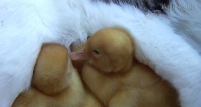 احساس مادری یک گربه برای جوجه اردک ها !! 1