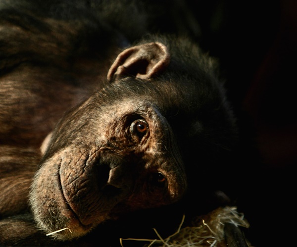 کشف علائم بیماری آلزایمر در شامپانزه‌ها... 1