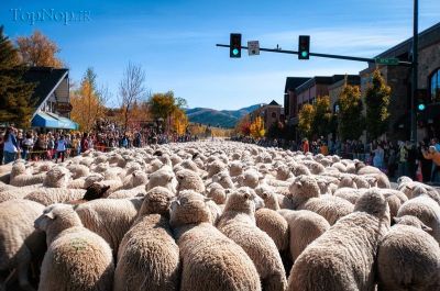 سفر گوسفندان در ایالات متحده ی آمریکا !! 1