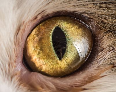 عکاسی ماکرو از چشم زیبای گربه 1