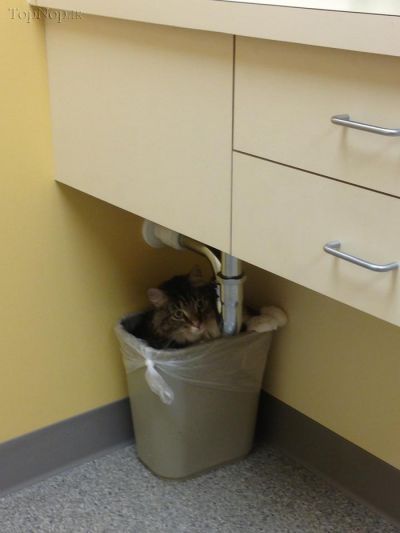 گربه ها زمانی که به دامپزشکی برده میشوند 1