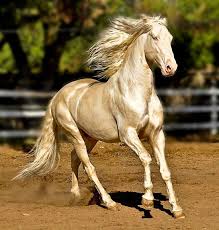 زیبا ترین عکس ها از اسب ها 1