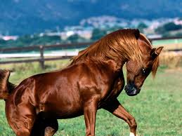 زیبا ترین عکس ها از اسب ها 1