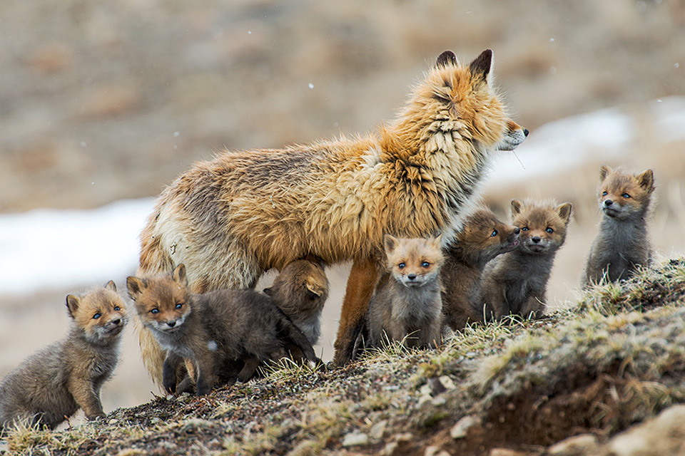 خانواده روباهی 1