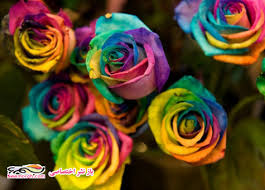 گل های رز رنگارنگ خوشگل بدو بیا +عکس 1