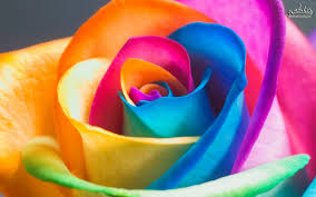 گل های رز رنگارنگ خوشگل بدو بیا +عکس 1