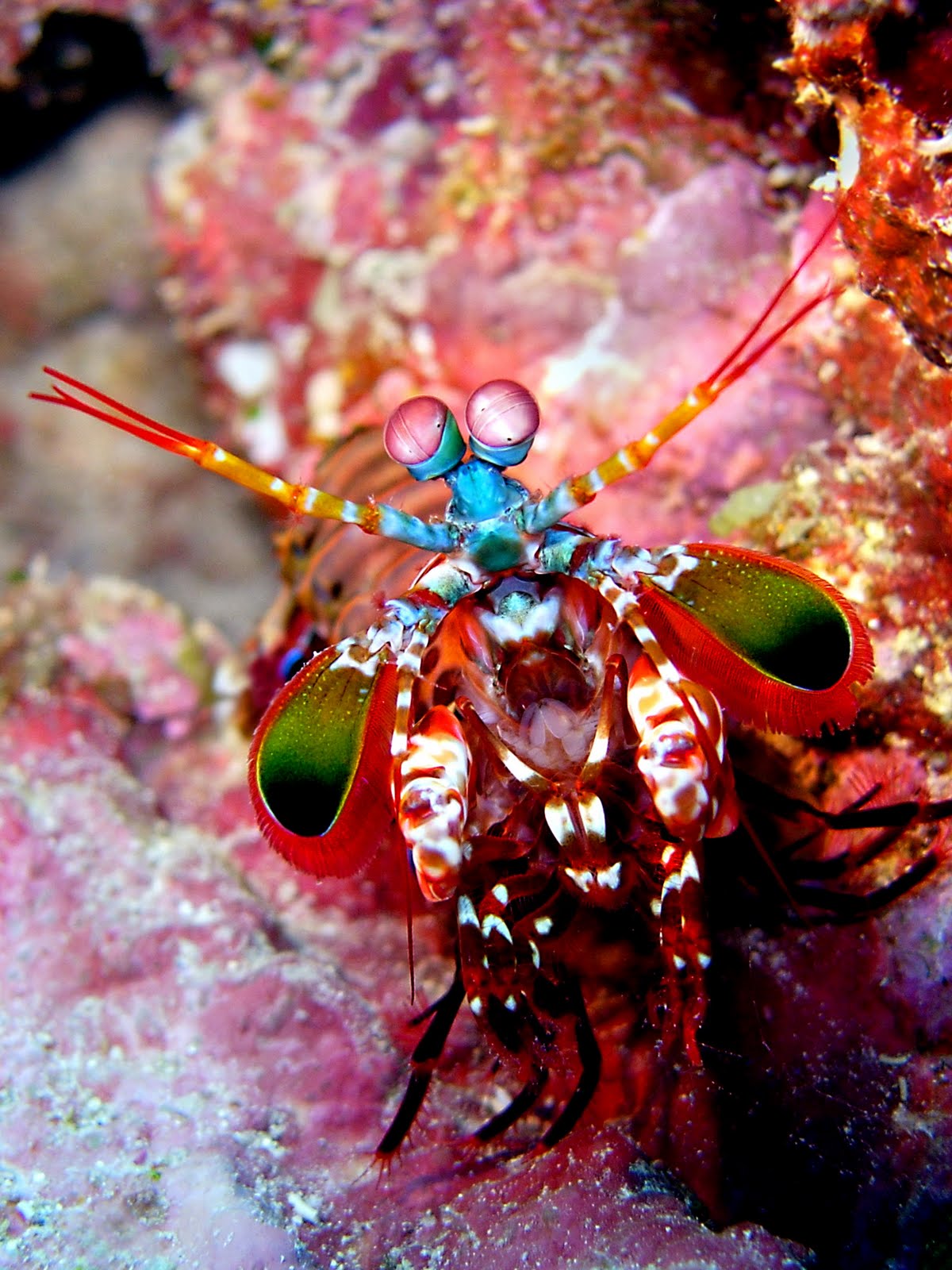 میگوی آخوندکی | mantis shrimp! (+تصـآویر) 
