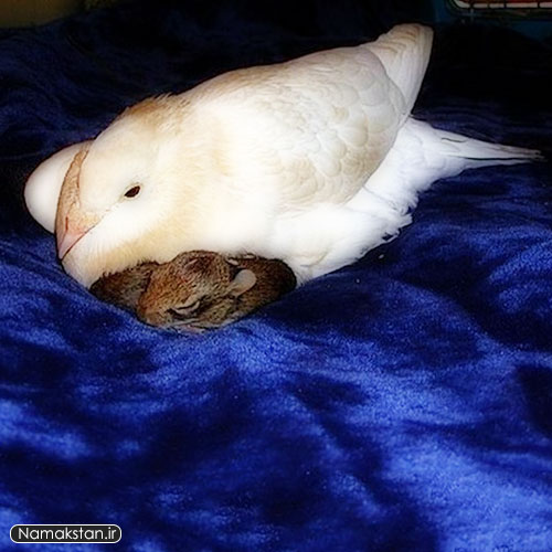 عکس های دیدنی بچه خرگوشی که مادرش کبوتر است 1