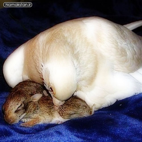 عکس های دیدنی بچه خرگوشی که مادرش کبوتر است 1